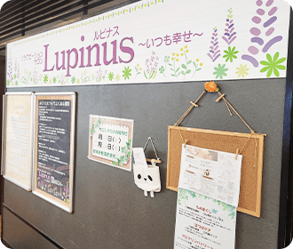 Lupinus